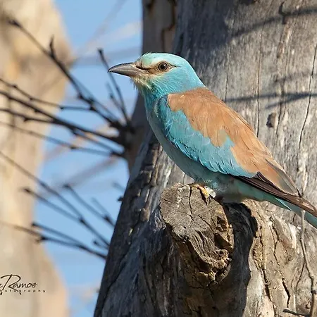 Penzion L'oiseau Bleu Flamant Roubia
