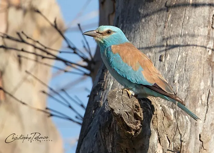 Gasthof L'oiseau Bleu Flamant Roubia